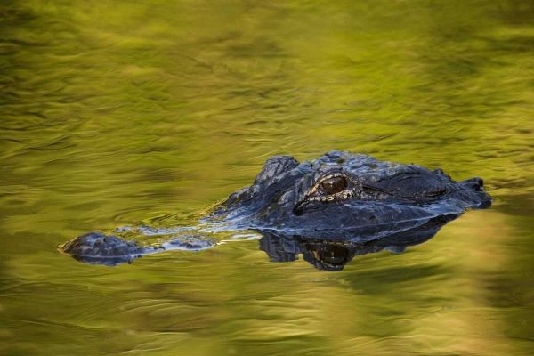 FL, St Augustine American alligator